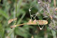 Empusa fasicata