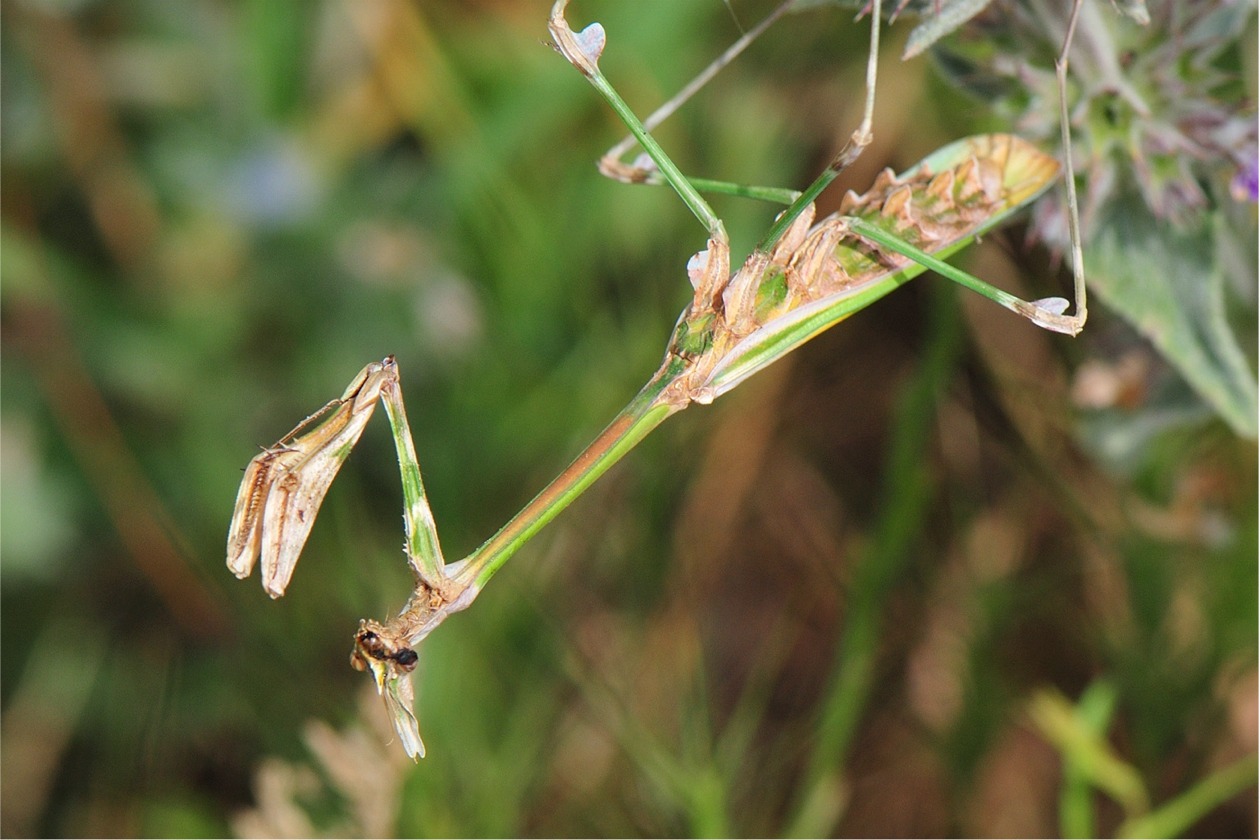 Empusa fasicata