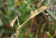 Empusa fasicata