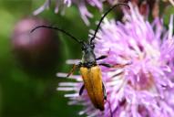 Stictoleptura (Corymbia) rubra