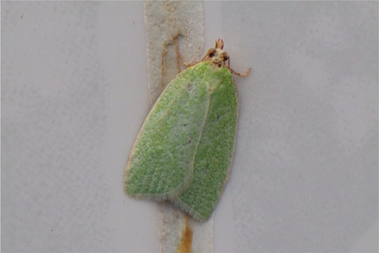 Tortrix viridana