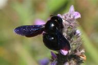 Xylocopa violacea