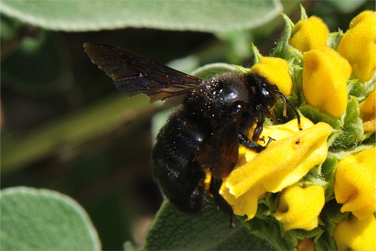 Xylocopa violacea