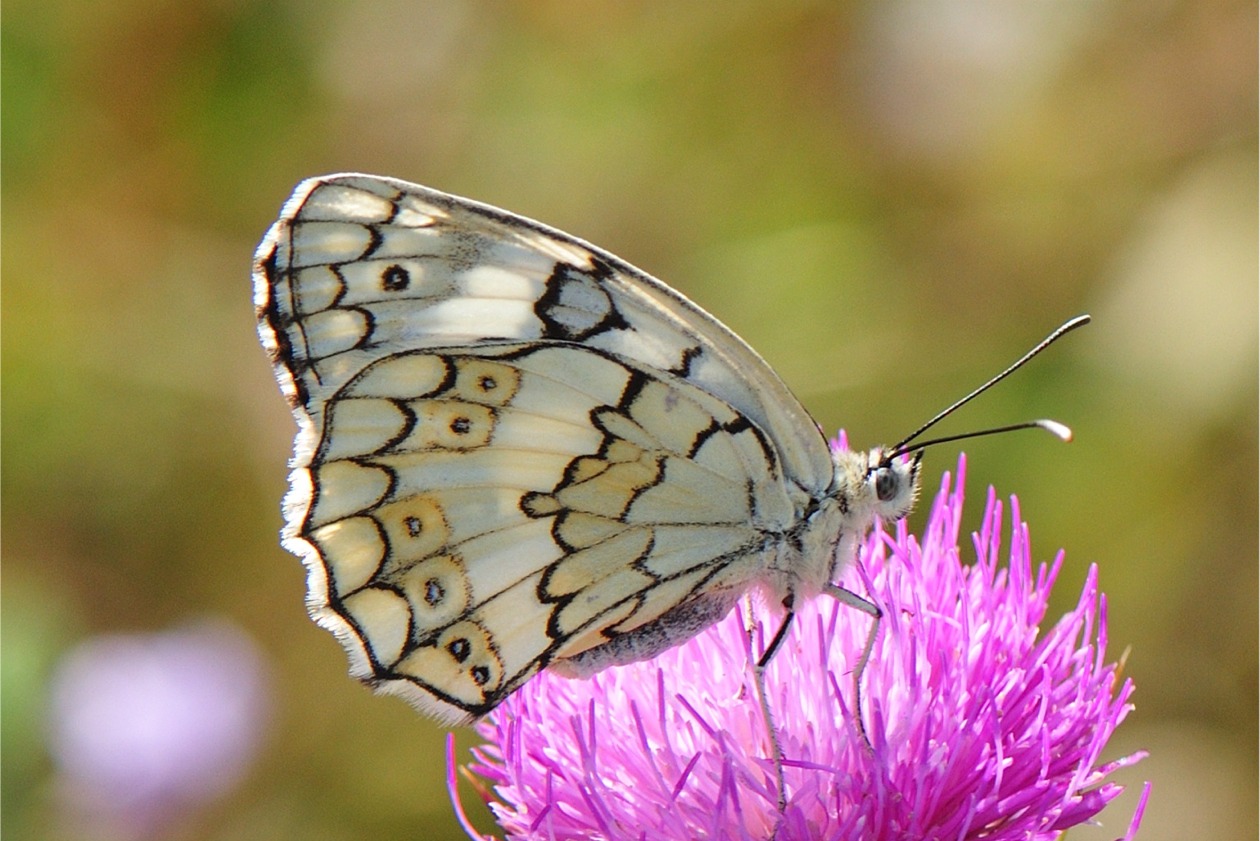 Melanargia larissa