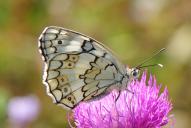 Melanargia larissa