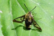 Hemaris fuciformis