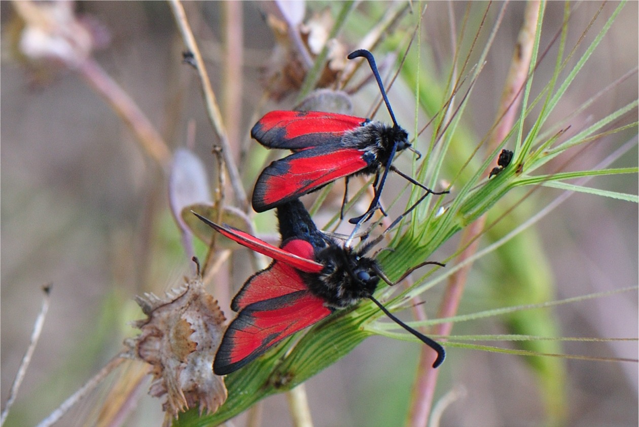 Zygaena punctum