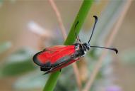 Zygaena punctum