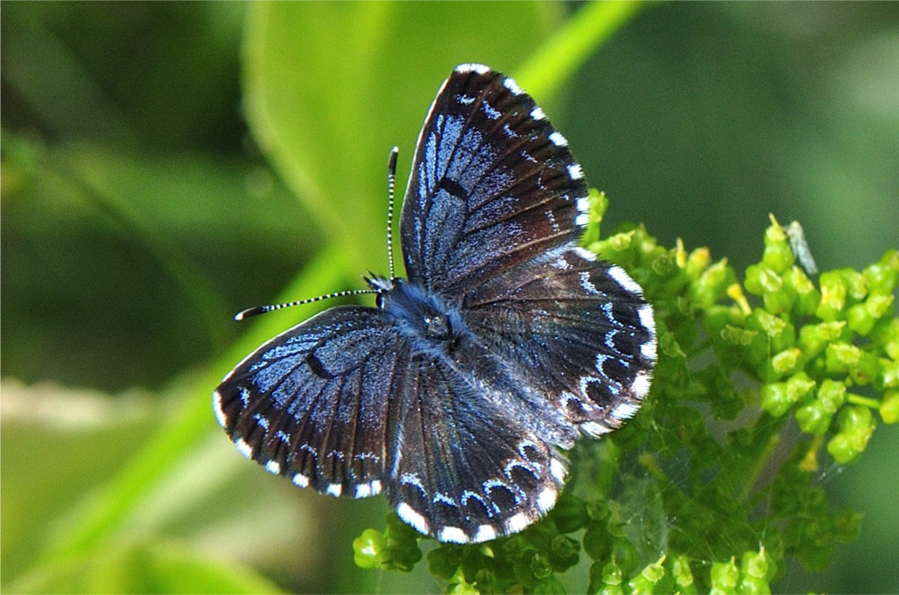 Scolitantides orion