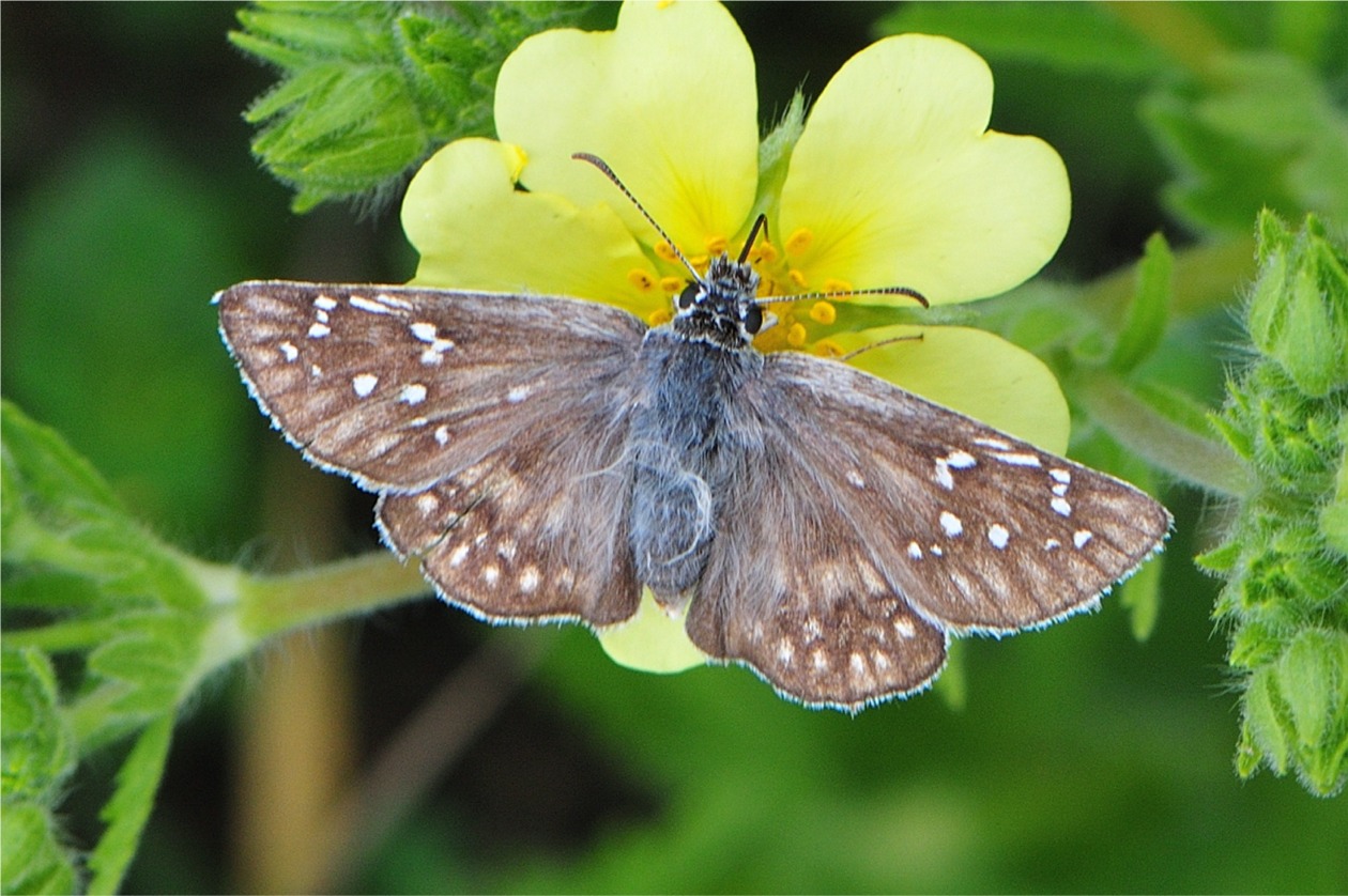 Pyrgus sidae