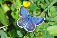Plebejus idas