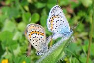 Plebejus idas