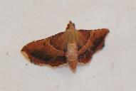 Endotricha flammealis