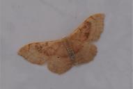 Idaea degeneraria