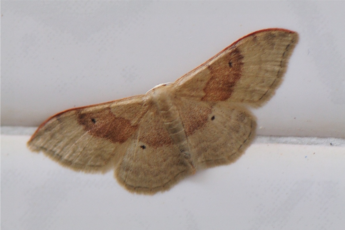 Idaea degeneraria