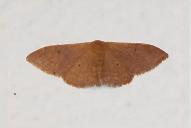Idaea degeneraria