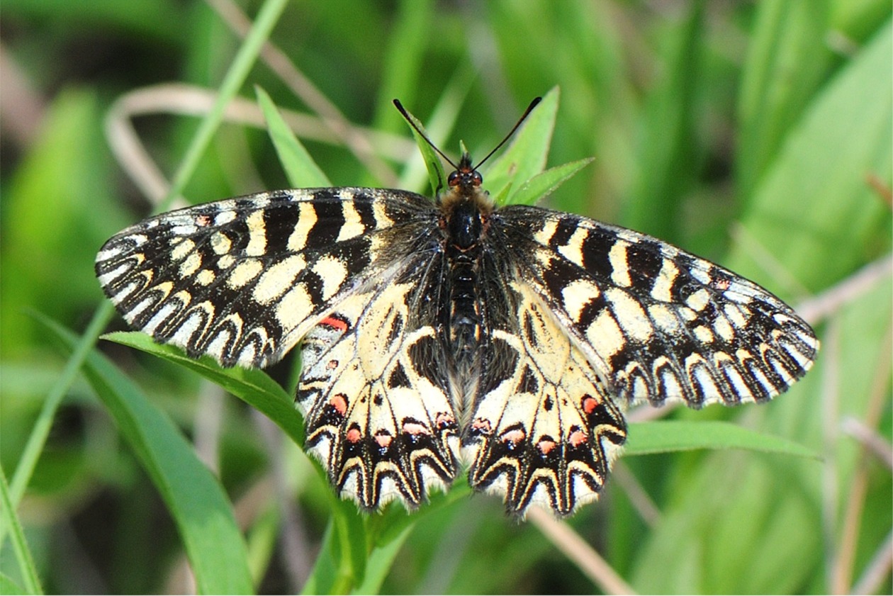 Zerynthia polyxena