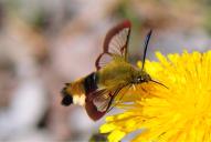 Hemaris fuciformis