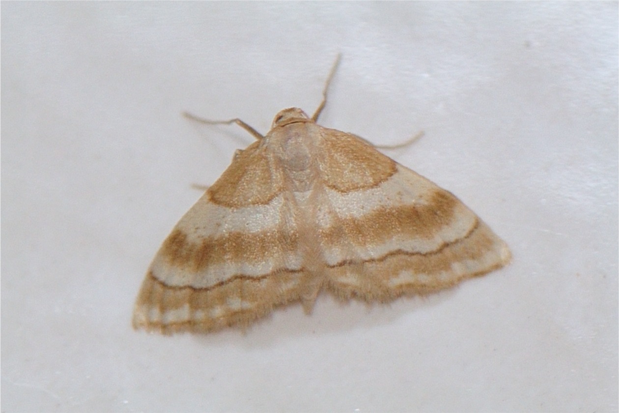 Idaea circuitaria