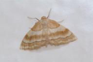 Idaea circuitaria