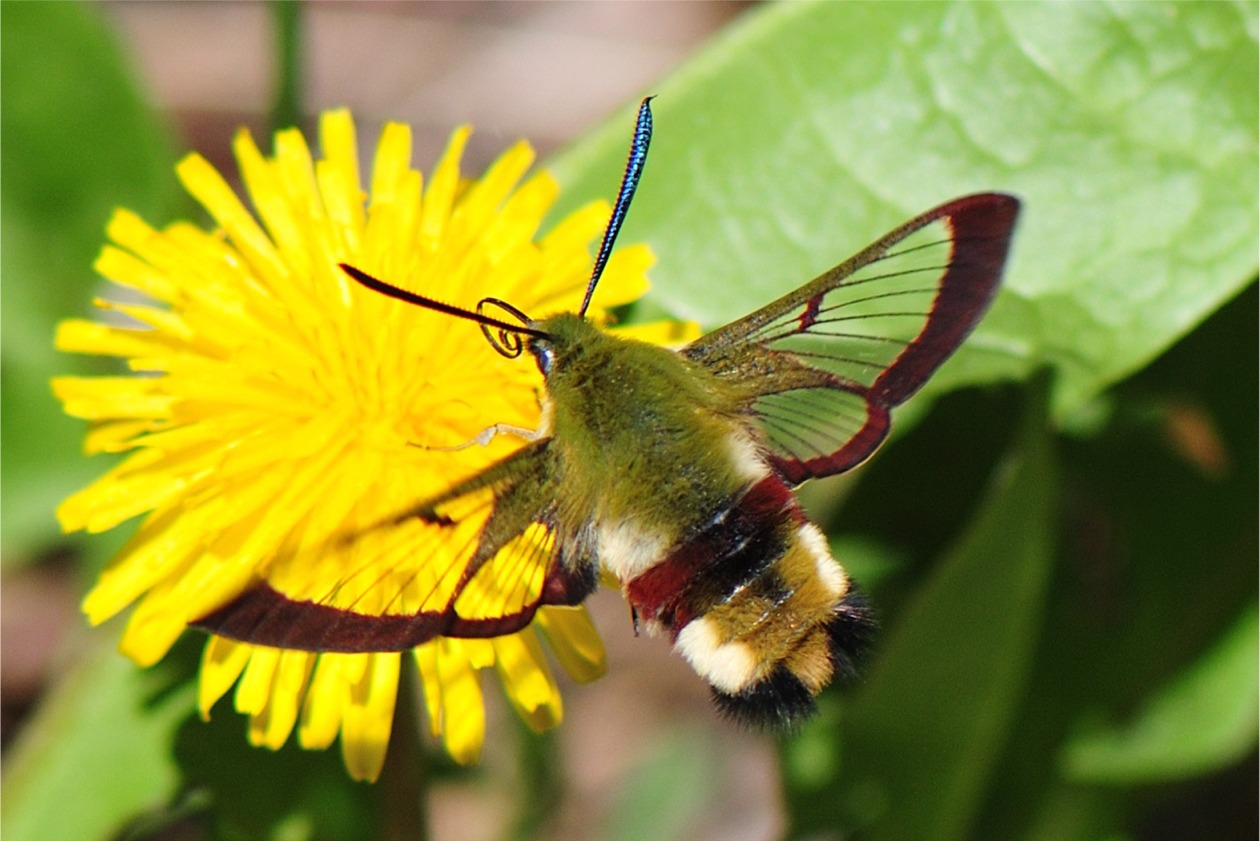 Hemaris fuciformis