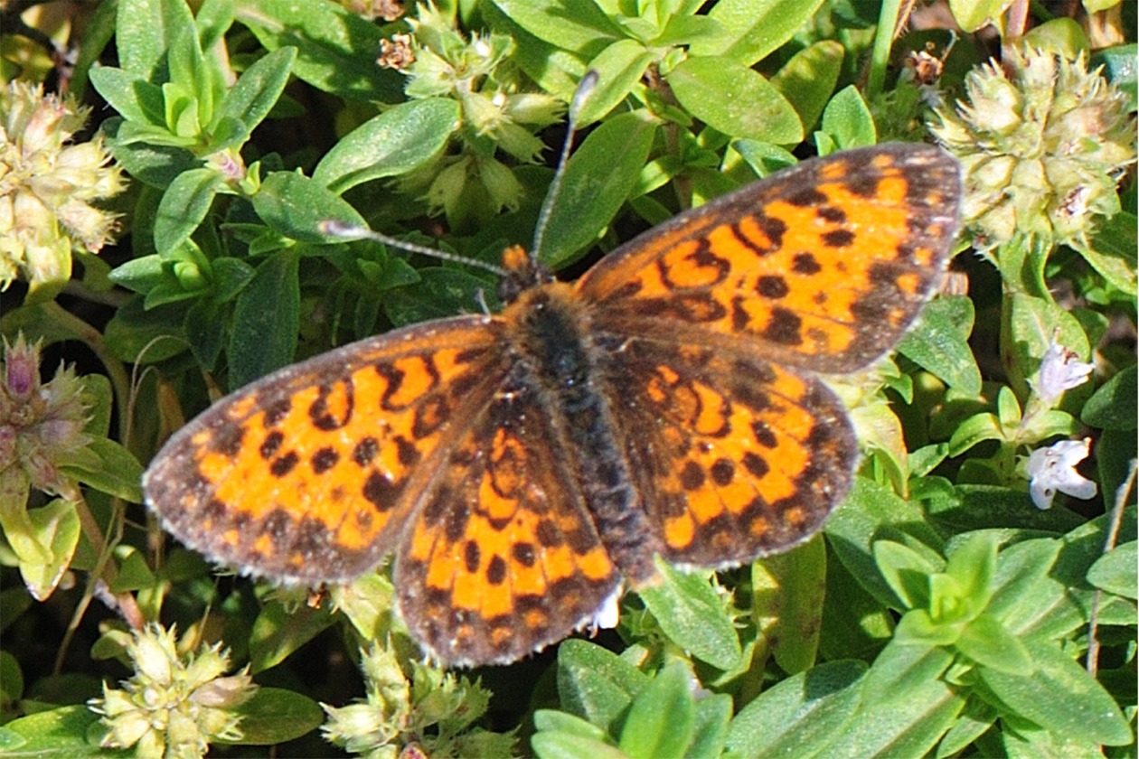 Melitaea trivia