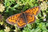 Melitaea trivia