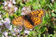 Melitaea trivia