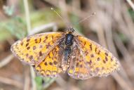 Melitaea trivia