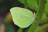 Gonepteryx cleopatra(♀)