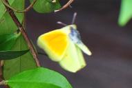 Gonepteryx cleopatra(♂)