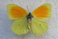 Gonepteryx cleopatra(♂)