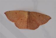 Cyclophora puppillaria