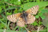 Melitaea cinxia