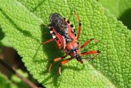 Rhynocoris punctiventris