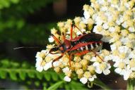 Rhynocoris punctiventris