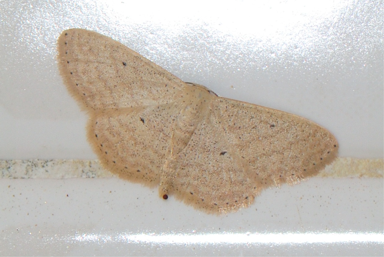 Scopula minorata