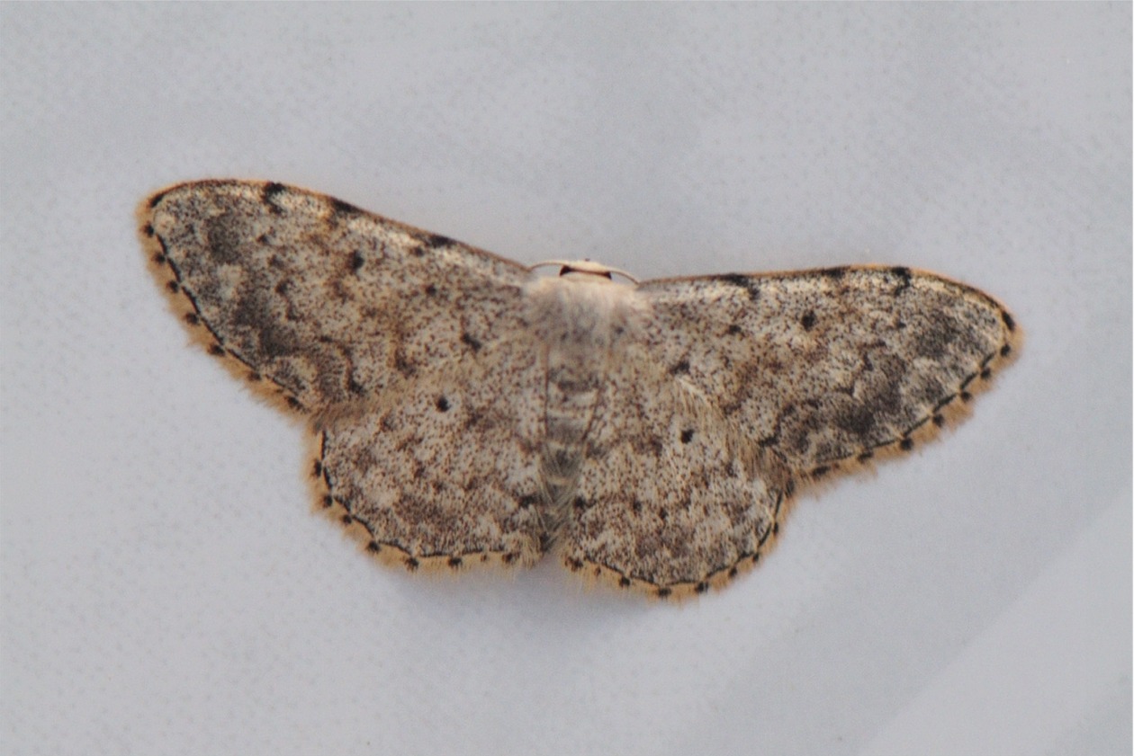 Idaea consolidata