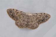 Idaea consolidata