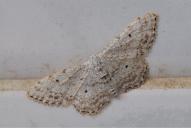 Idaea consolidata
