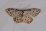 Idaea consolidata
