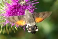 Macroglossum stellatarum