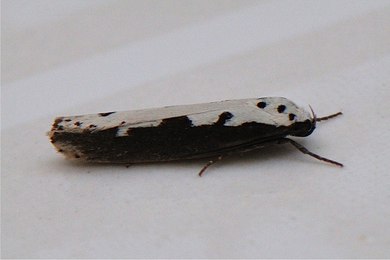 Ethmia bipunctella