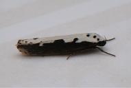 Ethmia bipunctella