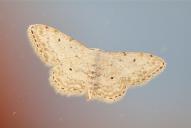 Idaea albitorquata