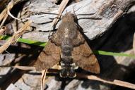 Macroglossum stellatarum