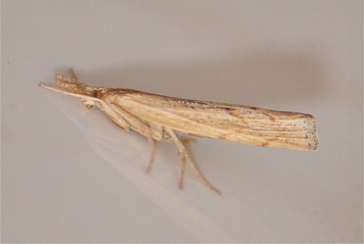 Pediasia contaminella