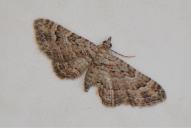 Gymnoscelis rufifasciata