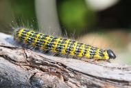 Phalera bucephala(Raupe)