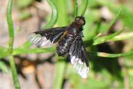 Hemipenthes morio